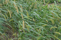 Setaria italica